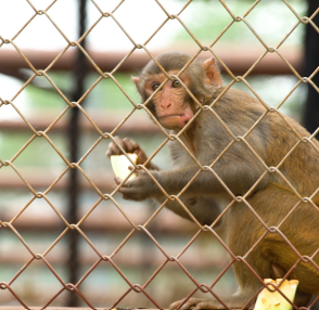Macacos
